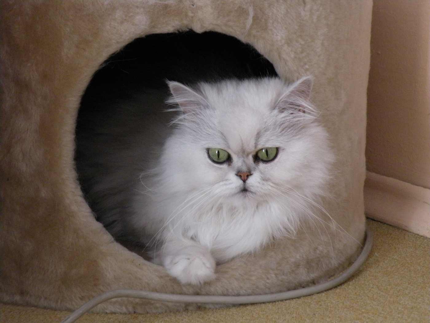 Chinchilla Kedisi Karakteri Kedi Türleri Kedi Bakımı Hakkında Her Şey