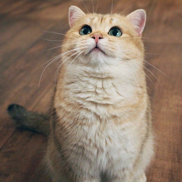 British Shorthair Karakteri Kedi Türleri Kedi Bakımı Hakkında Her Şey