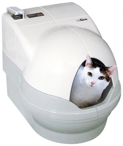 Kedilerde Tuvalet Eğitimi Kedi