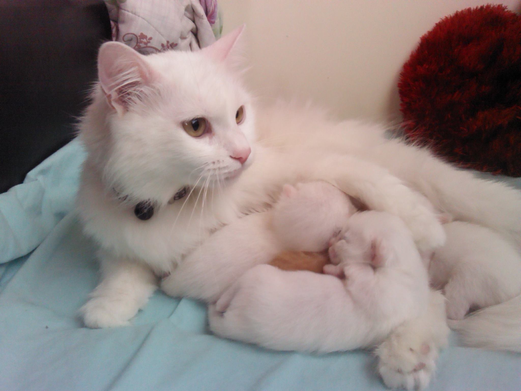 Kedilerde Doğum Kedi