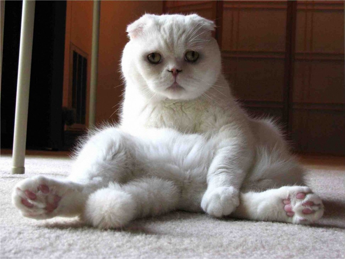 Scottish Fold Kedi Türleri Kedi Bakımı Hakkında Her Şey
