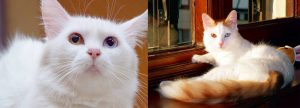 van kedisi ile ankara kedisi arasındaki farklar