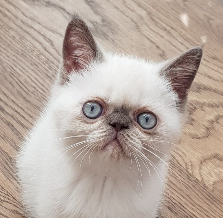 Exotic Shorthair Özellikleri ve Bakımı Kedi Blog