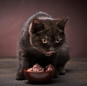 kediler neden tatlı tadını almaz