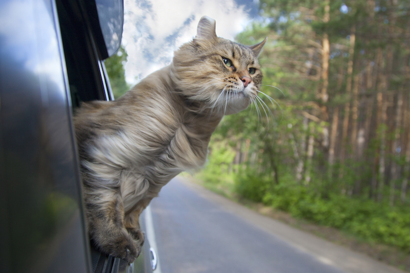 Kedilerle Seyahat ve Yolculuk Kedi Blog