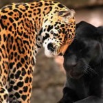 Jaguar-kara-panter
