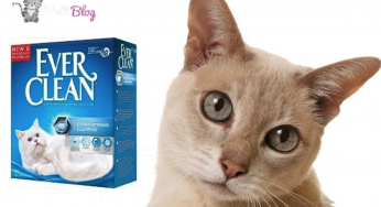 kedi yatagi secimi nasil olmali en iyi 5 kedi yatagi modeli kedi blog