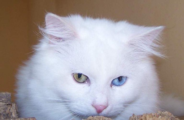 Van Kedisi ile Ankara Kedisi Arasındaki Farklar Kedi Blog