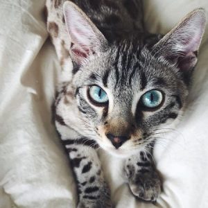 bengal kedisi özellikleri ve bakımı