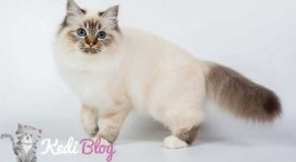 birman kedisi özellikleri ve bakımı
