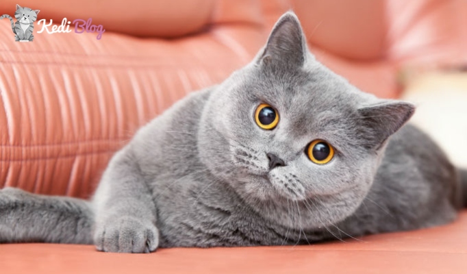 British Shorthair İçin Kedi Maması
