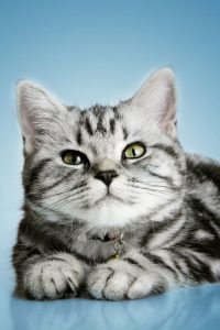 british shorthair kedisi hakkında bilgiler