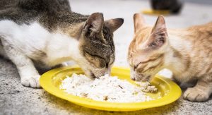 kediler nasıl yemek yedilirilir