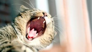 kedilerde ağız hastalıkları
