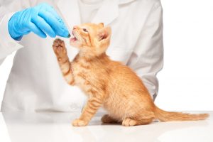 kedilere ilaç nasıl içirilir