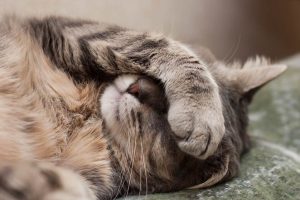 kedilerde mide bulantısına ne iyi gelir?