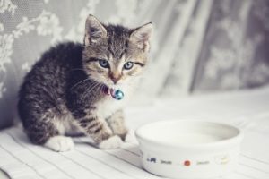 yavru kediye süt nasıl verilir