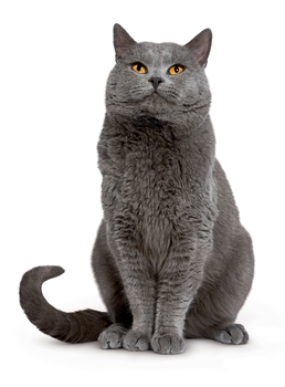 chartreux kedi türü özellikleri