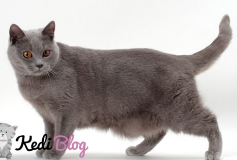 chartreux kedisi özellikleri ve bakımı