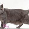 chartreux kedisi özellikleri ve bakımı