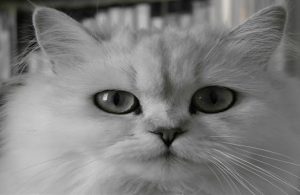 chinchilla kedisi özellikleri ve bakımı