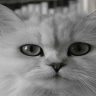 chinchilla kedisi özellikleri ve bakımı