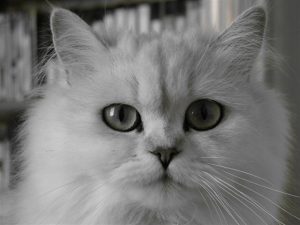 chinchilla kedisi gözleri