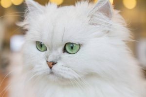 chinchilla kedisi özellikleri ve bakıımı