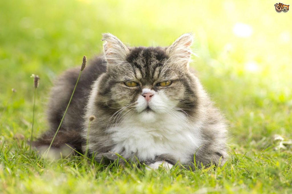 Kedilerde Diş Hastalıklarına Karşı En İyi 5 Kedi Maması Kedi Blog