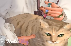 dişi kedilerde kısırlaştırma ameliyatı