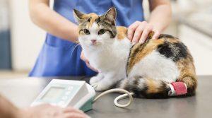 dişi kedilerde kısırlaştırılma ameliyatı