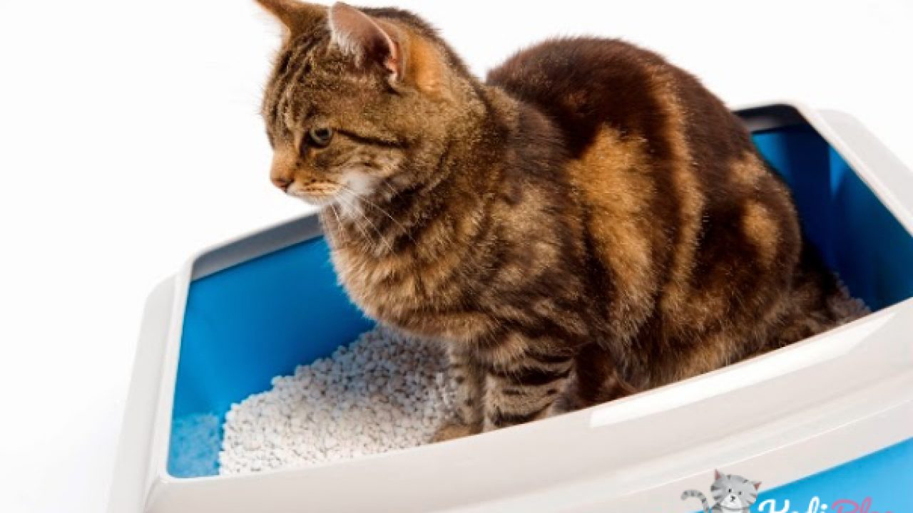 Kedi Kumu Temizligi Nasil Yapilmali En Iyi 5 Temizlik Urunu Tavsiye Kedi Blog