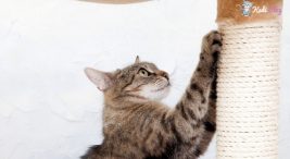 kediler için en iyi kedi tırmalama tahtaları