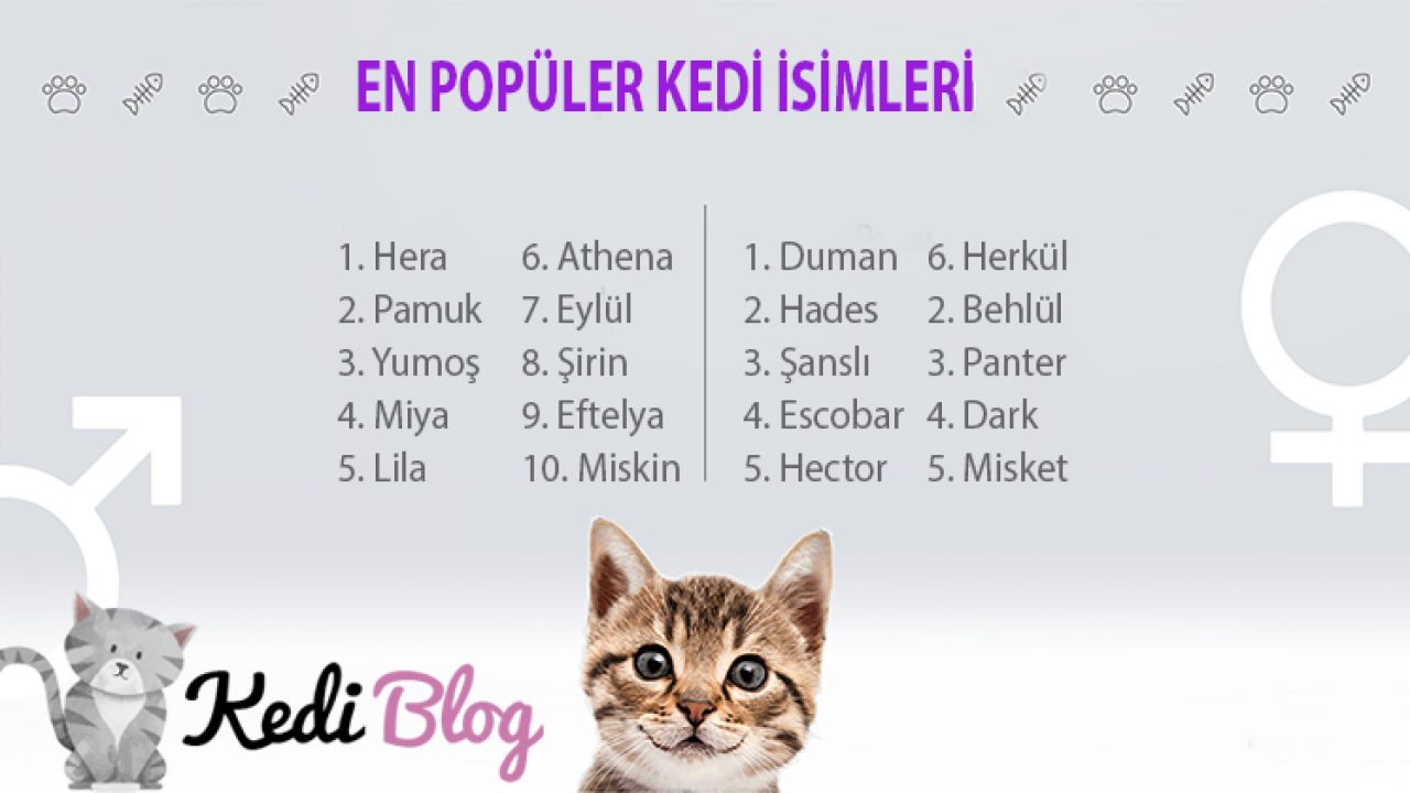 Kedi Isimleri Türkçe
