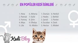 En popüler kedi isimleri