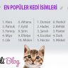 En popüler kedi isimleri