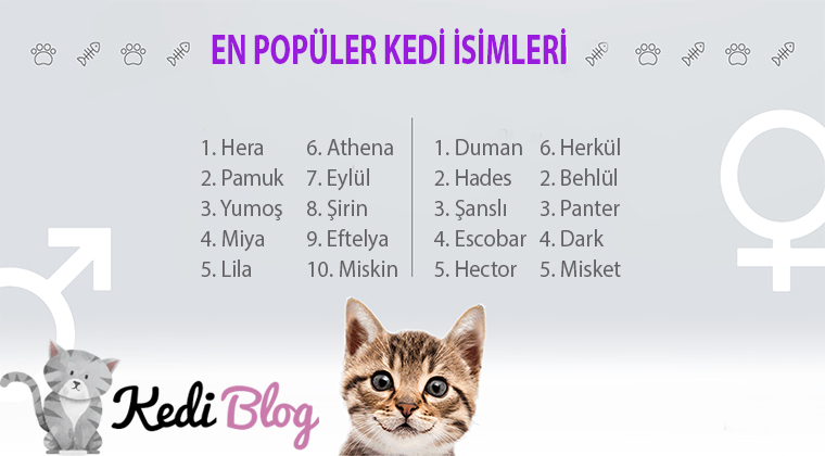 En popüler kedi isimleri