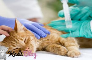 erkek kedilerde kısırlaştırma ameliyatı
