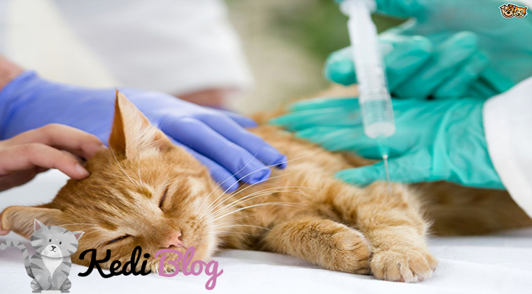 erkek kedilerde kısırlaştırma ameliyatı