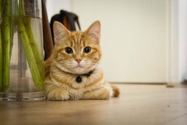 Kedilerin Temizlenmesi ve Bakımı Nasıl Yapılır Kedi Blog