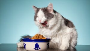 kedilerde doğru beslenme