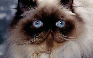 iran kedisi özellikleri ve bakımı