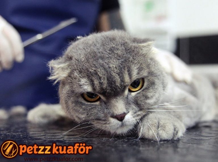 İstanbulda Kedinizi Traş Ettirebileceğiniz Pet Kuaförler