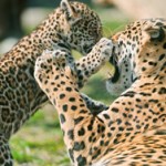 jaguar-anne-yavru