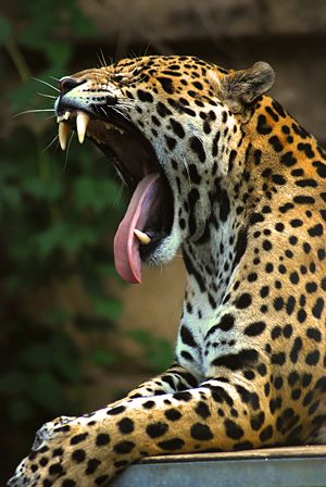 jaguar-kukreme