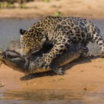 jaguar-timsahav