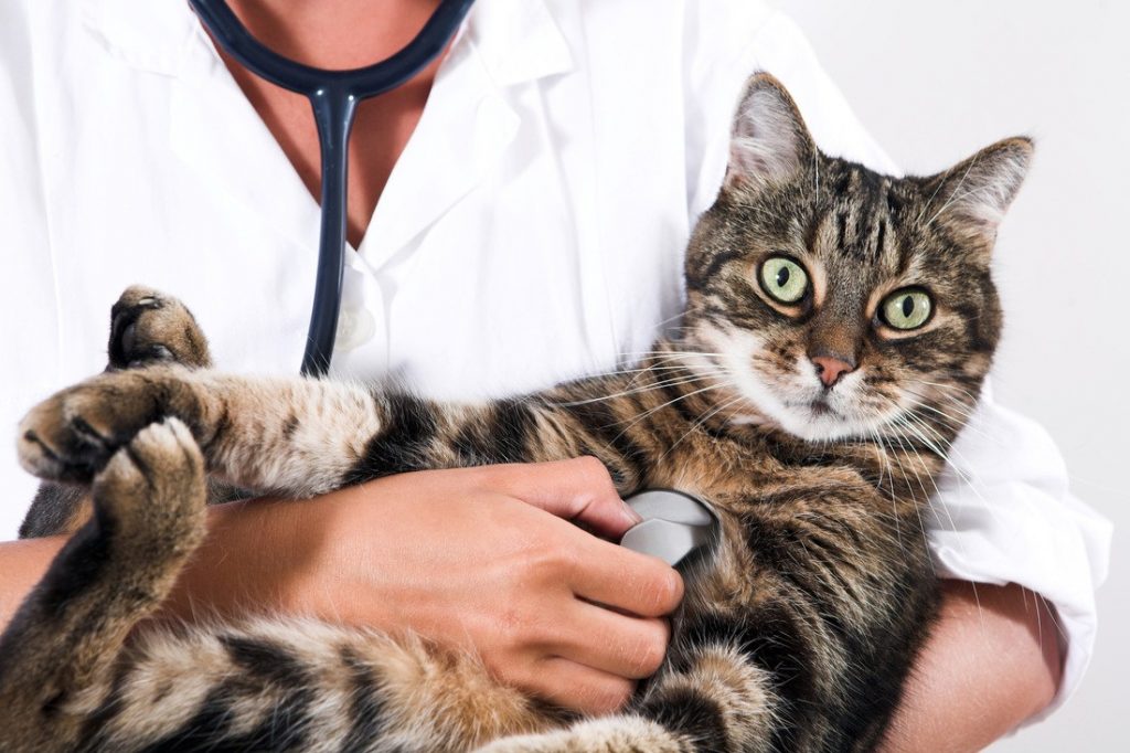 Kedilerde Mide Hastalıkları ve Tedavisi Kedi Blog