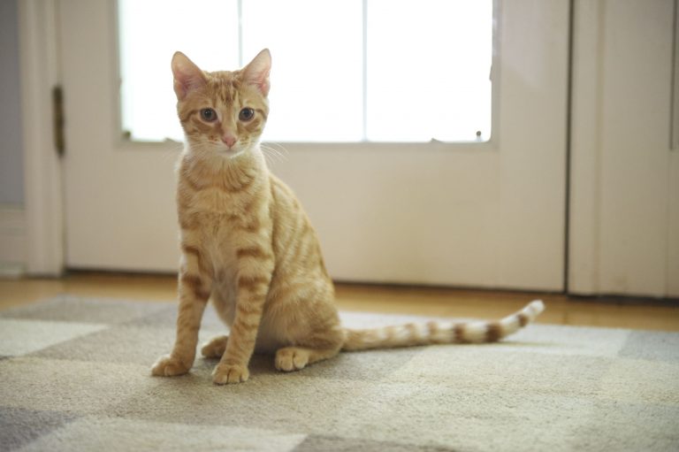 Kedilerin Beden Vücut Dili Anlamları Kedi Blog