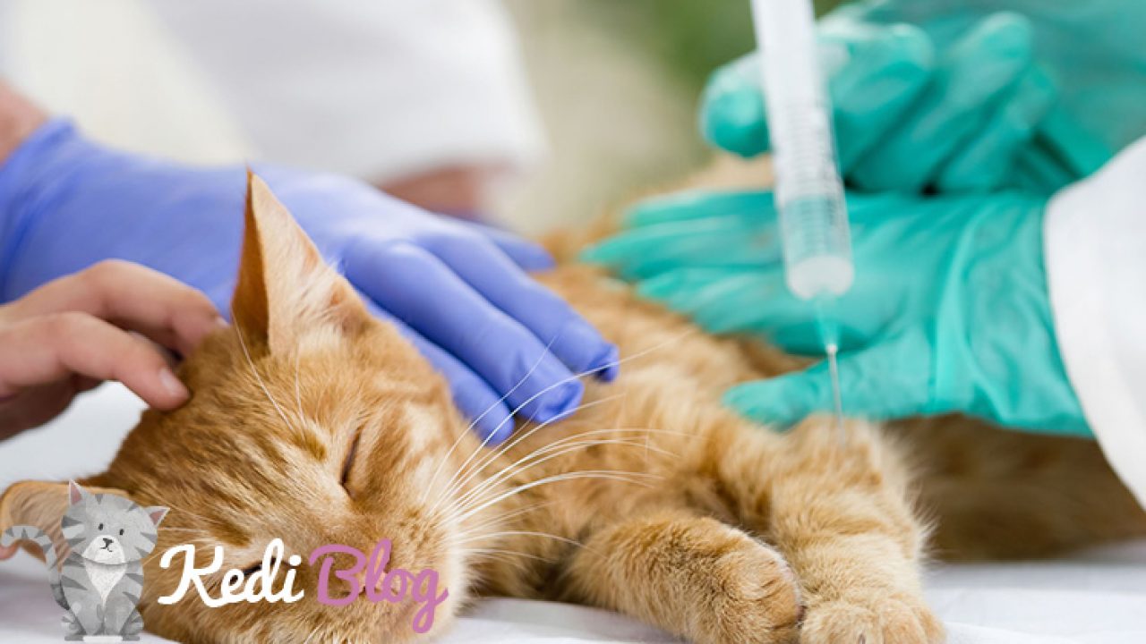 Kedi Iç Parazit Aşısı