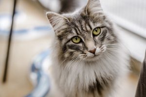 kedi bakımı ve temizliği